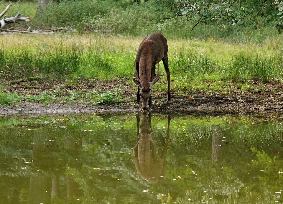 Sorgenti